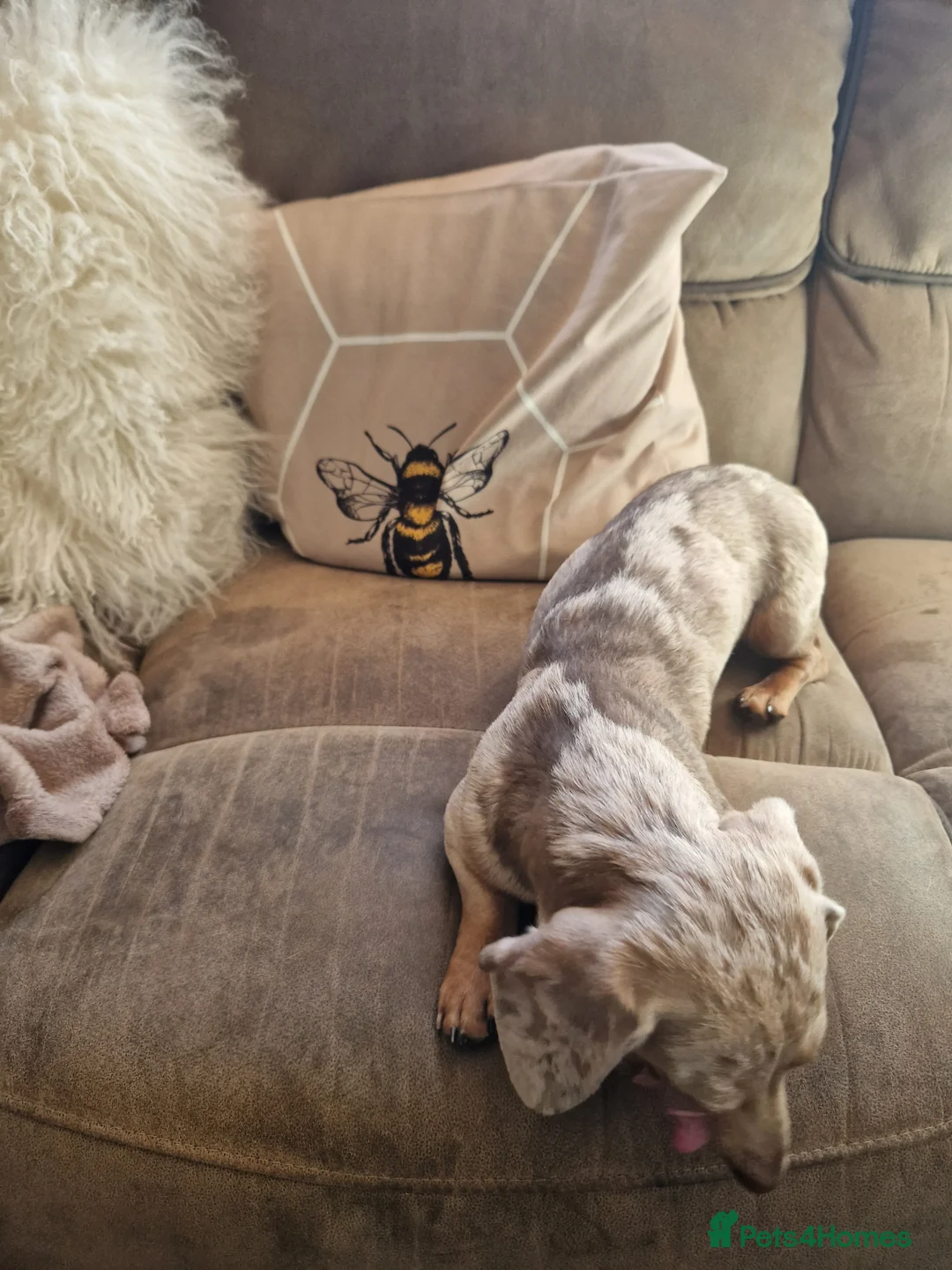 Miniature Dachshund dogs for sale: Isabella dapple and tan adult female - Advert 5