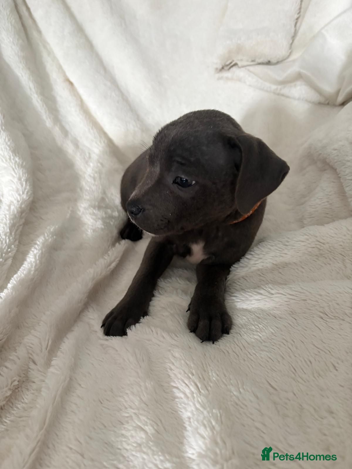 Staffordshire Bull Terrier dogs Blue Staffy Puppies - Advert 2
