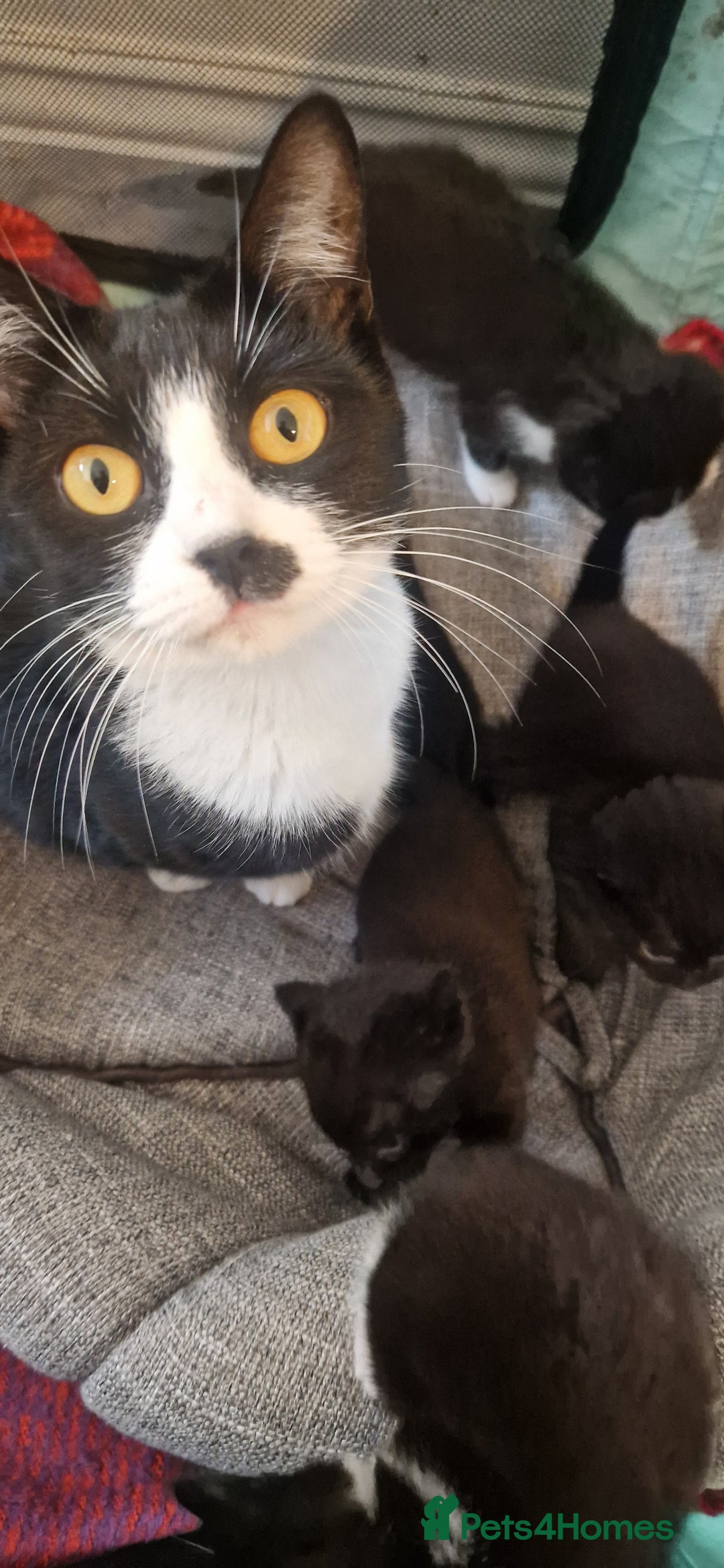 Mixed Breed cats for sale: 5 cute kittens, good natured mum needing homes  - Image 4