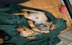 Miniature Dachshund dogs for sale: Stunning Miniature Dachsund pups available  - Image 11