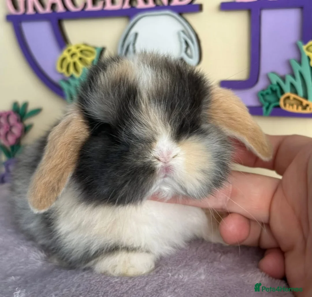 Mini Lop rabbits for sale: Blue eyed black Harli split buck - Advert 3