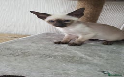 Siamese cats for sale: stunning Siamese Kittens  - Image 2