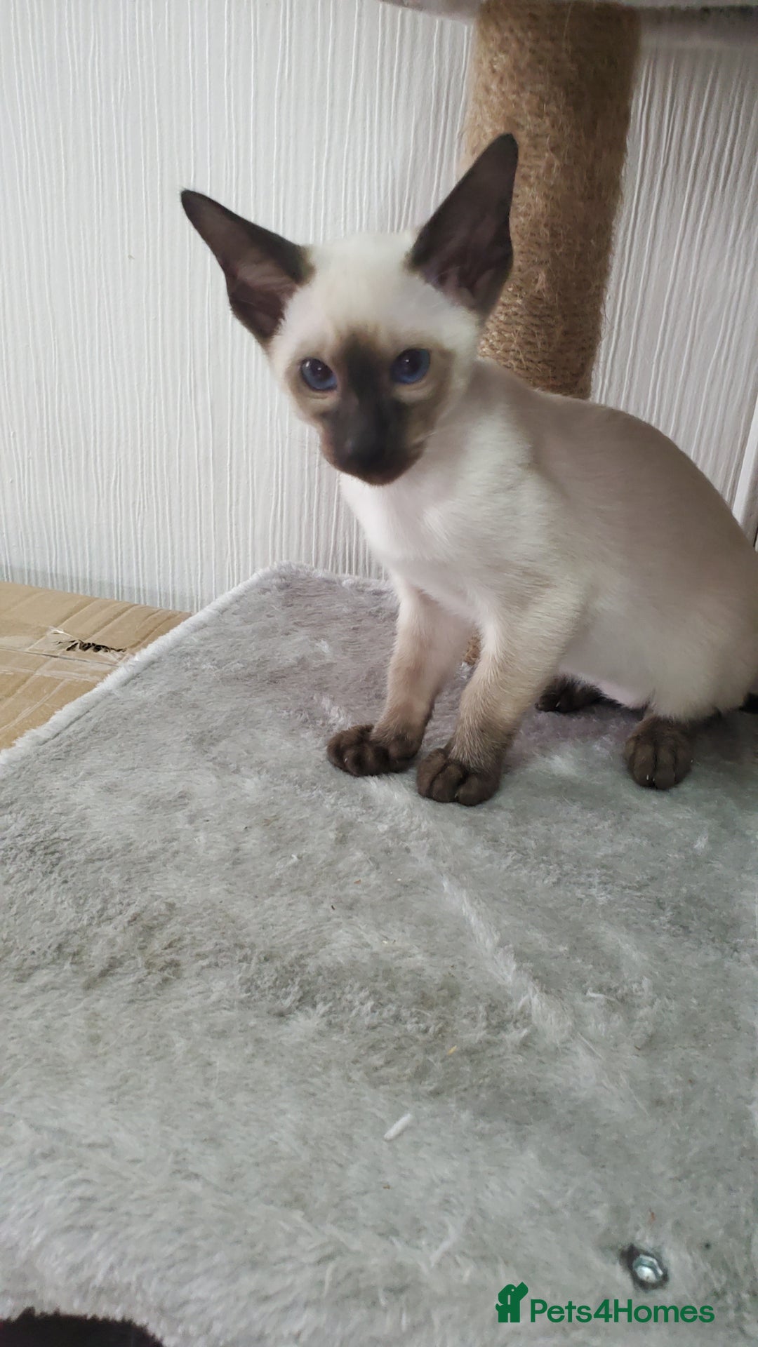 Siamese cats for sale: stunning Siamese Kittens  - Image 2