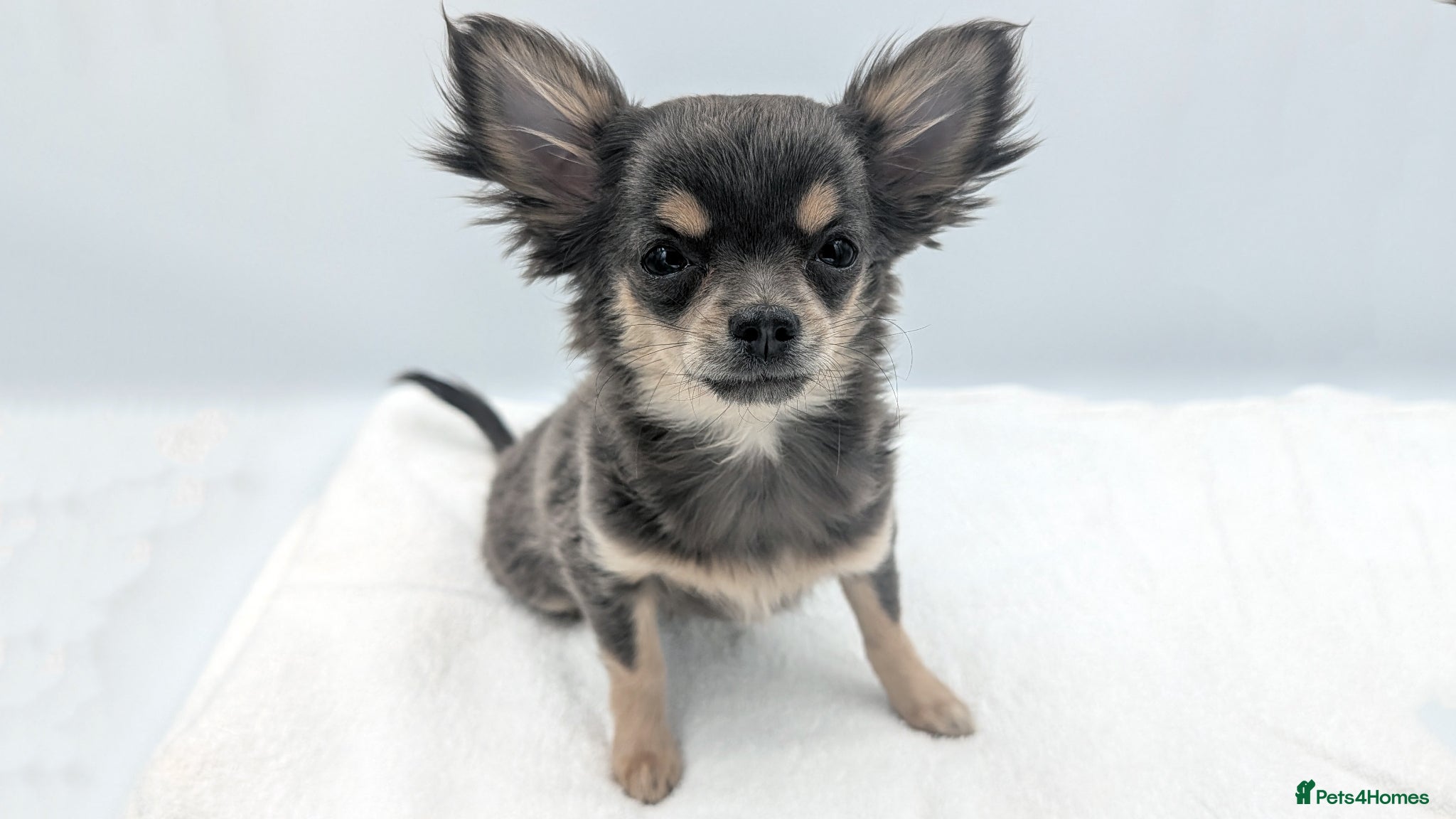 Chihuahua dogs for sale: Kennel Club Longhaired Chihuahua Puppies Blue KC - Advert 4