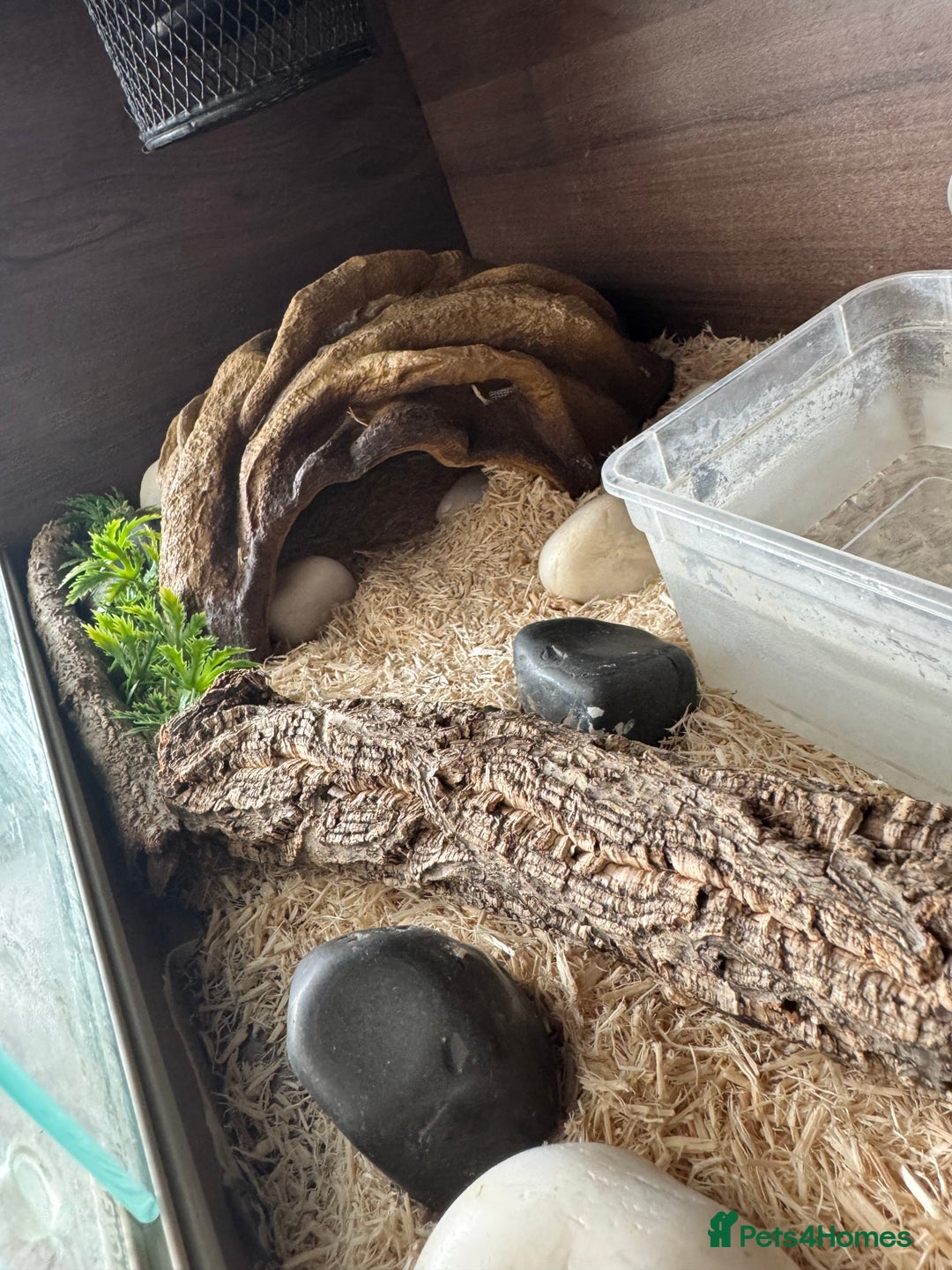 Boa Snake reptiles for sale: Male Ball Python + Full Viv Setup - Image 3