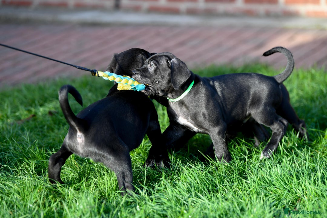 Cane Corso dogs for sale: Cane Corso pups  - Advert 16