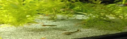 Shrimps fish for sale: Shrimp and guppies for sale in Northampton - Advert 3