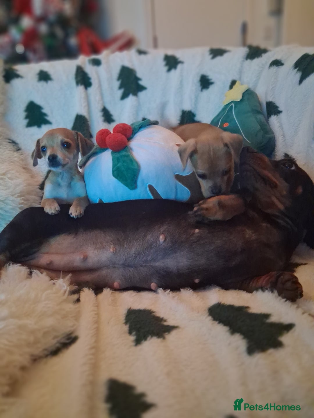 Mixed Breed dogs for sale: Sausage dog cross jackawawa puppies - Image 2