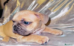 French Bulldog dogs for sale: French Bulldogs  - Image 3