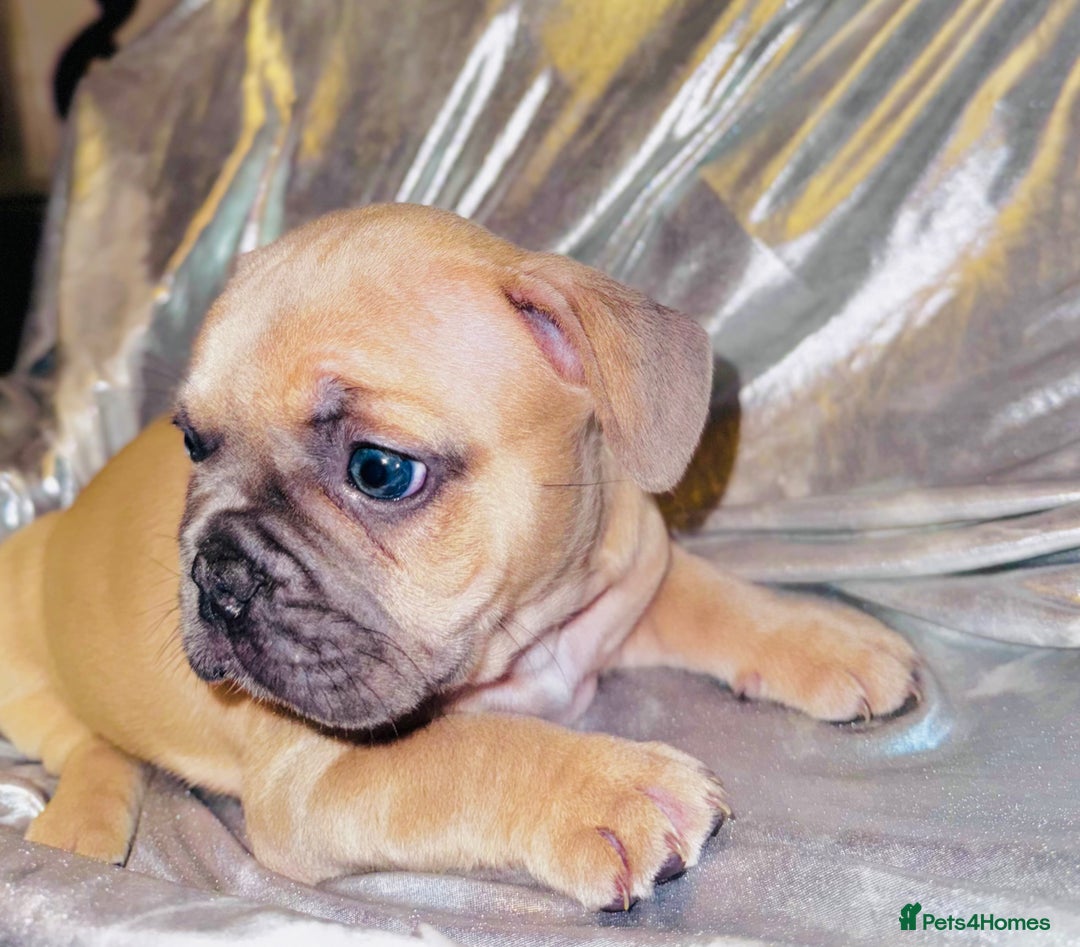 French Bulldog dogs for sale: French Bulldogs  - Image 3
