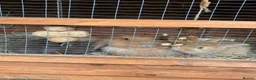 Mini Lop rabbits for sale: Gorgeous mini lion head lop  in Norwich - Advert 2