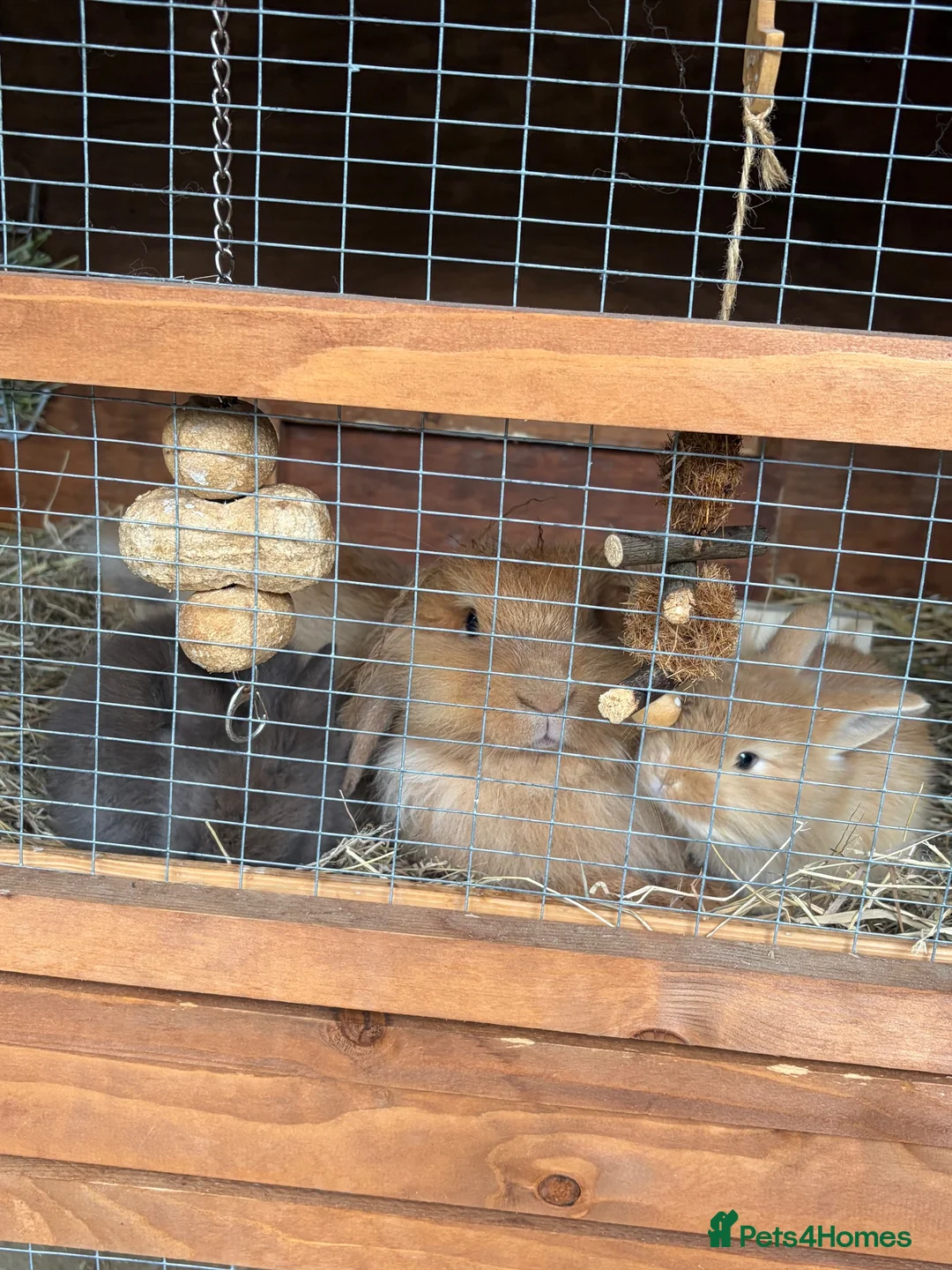Mini Lop rabbits for sale: Gorgeous mini lion head lop  in Norwich - Advert 2