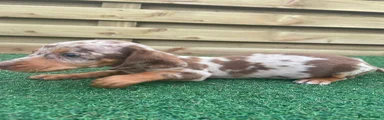 Dachshund 3