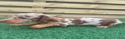 Dachshund dogs for sale: 3 beautiful males ready for new forever homes❤️ - Advert 2
