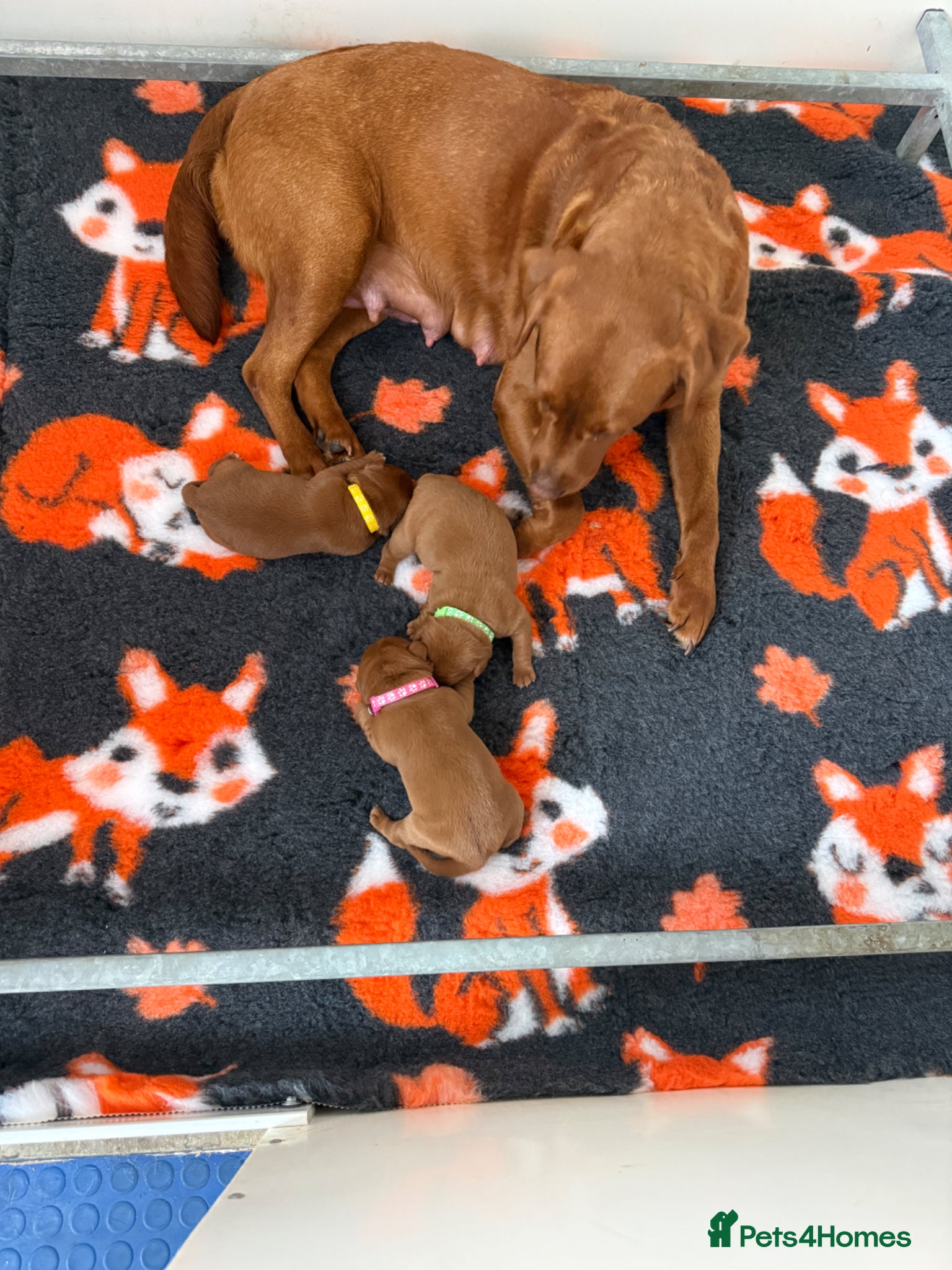 Labrador Retriever dogs Beautiful Mahogany Red Female puppies available  - Advert 2