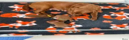 Labrador Retriever dogs for sale: Beautiful Mahogany Red Female puppies available  - Advert 2