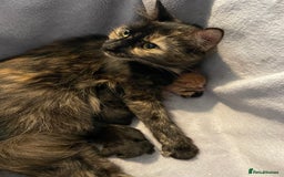 Mixed Breed cats for sale: 2 mixed breed female kittens - Advert 2