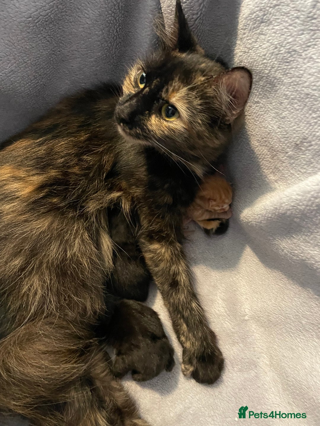 Mixed Breed cats for sale: 2 mixed breed female kittens - Advert 2