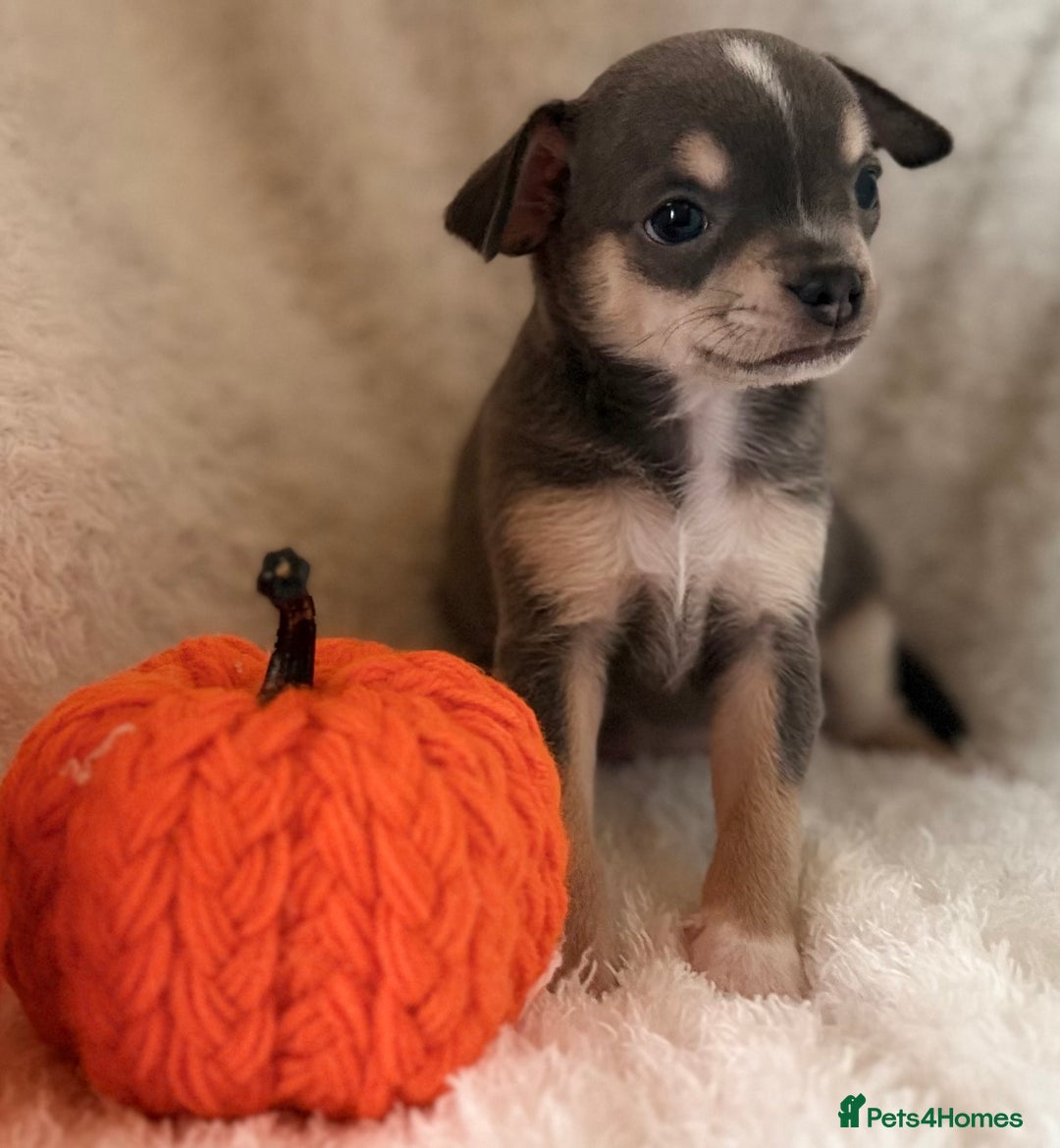 Chihuahua dogs for sale: Chihuahua - Image 6