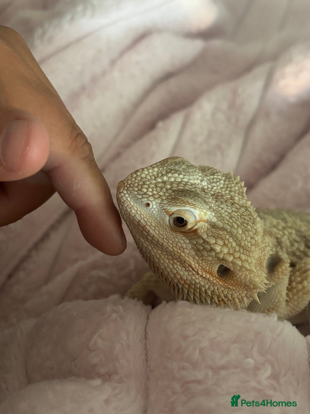 Bearded Dragon reptiles for sale: Breaded dragon - Image 14