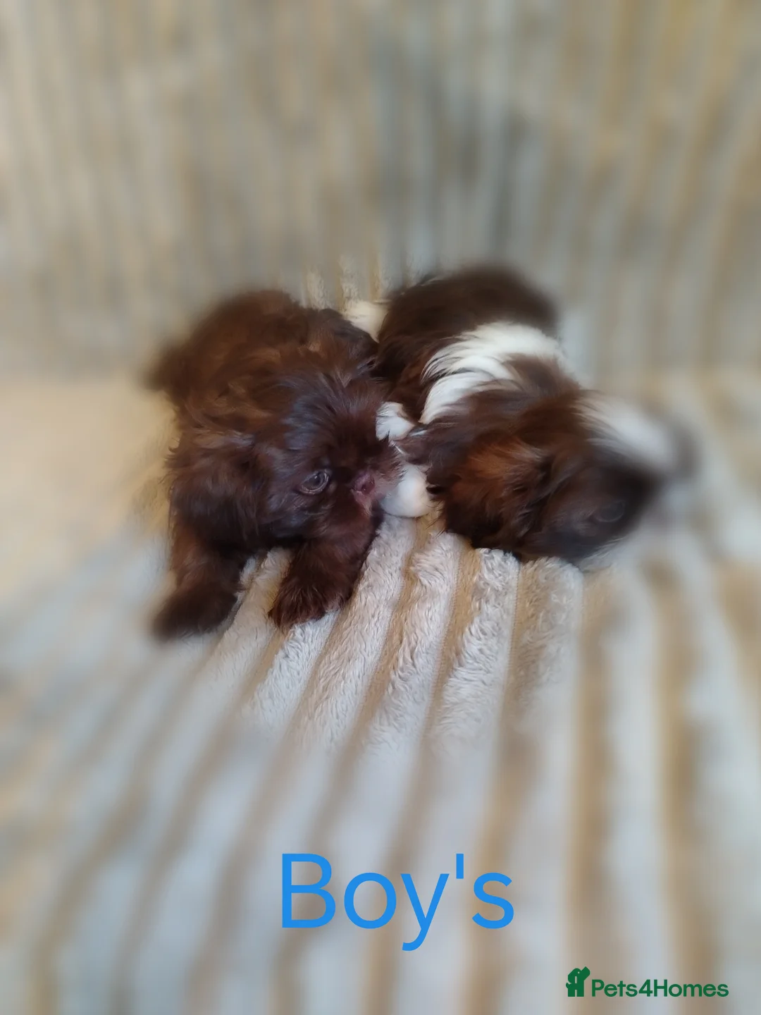 Shih Tzu dogs for sale: Beautiful imperial shih tzu babies  - Advert 3