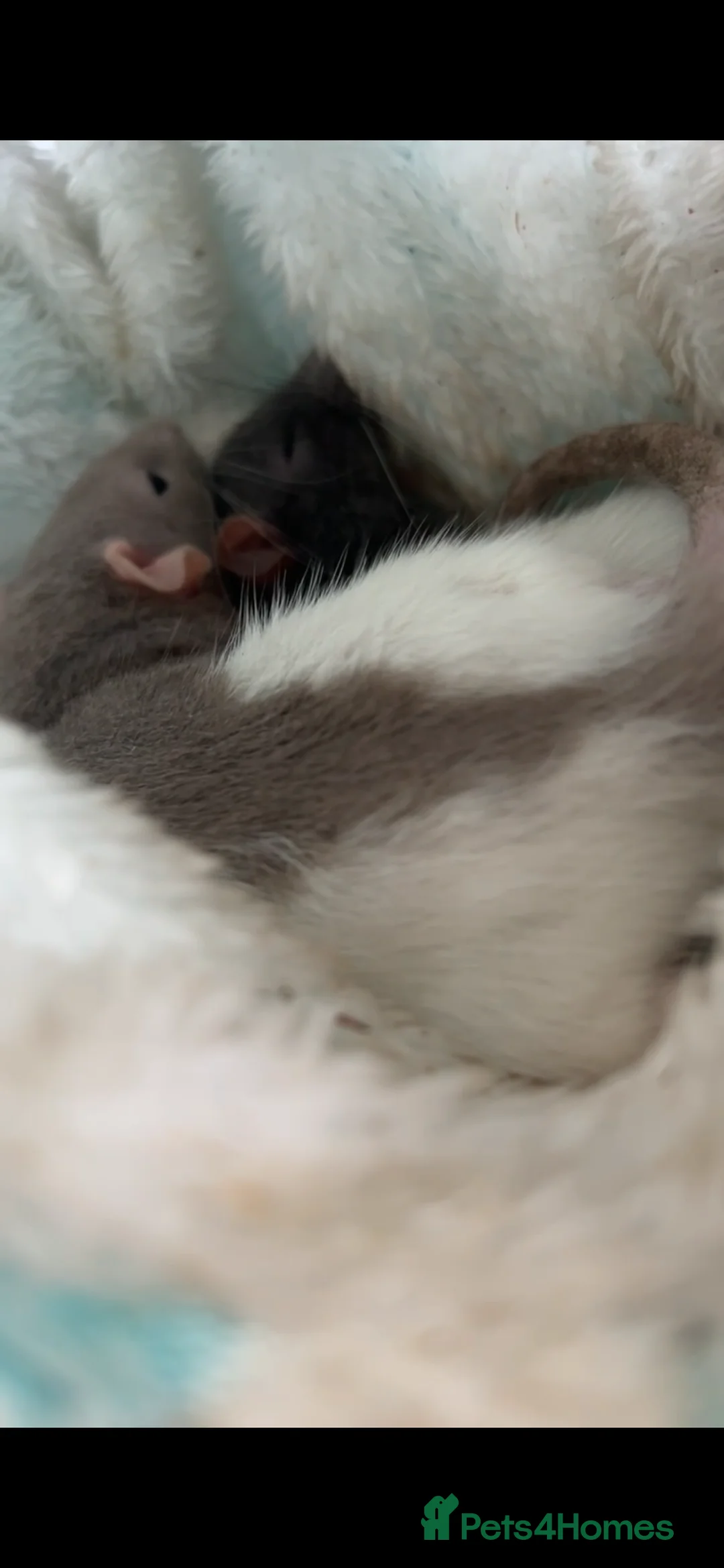 Rat rodents for sale: Dumbo rats in Bristol - Advert 2