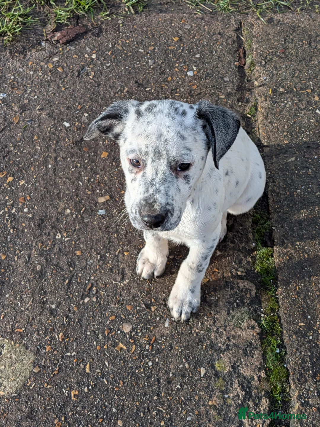 Mixed Breed dogs for sale: Beautiful Collie x Dalmatian Puppies - Advert 13