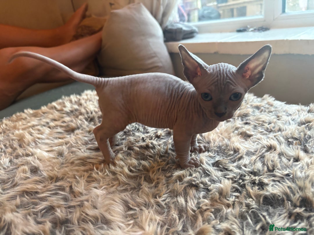 Sphynx cats for sale: Sphynx/ Bambino/ Elf Kittens - Image 7