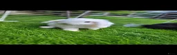 Mini Lop rabbits for sale: Beautiful Mini lop looking good a home - Advert 3
