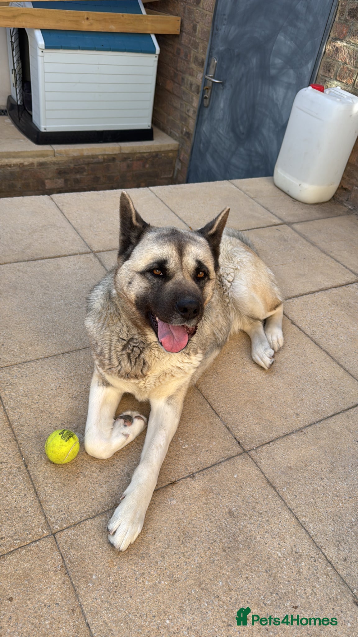 Akita dogs Akita -Loving Home Needed for My Dog  - Advert 2