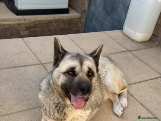 Akita dogs Akita -Loving Home Needed for My Dog - Advert 2