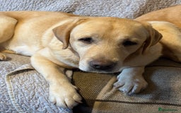 Labrador Retriever dogs for sale: WE PREGNANT BIG CHUNKY SHOW TYPE LABRADOR PUPPYS - Image 4