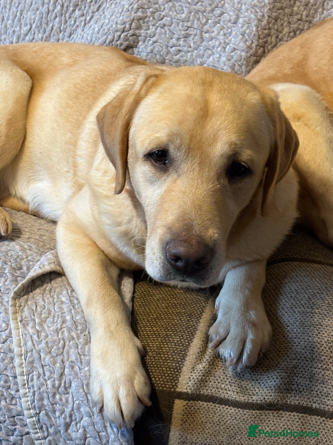 Labrador Retriever dogs for sale: WE PREGNANT BIG CHUNKY SHOW TYPE LABRADOR PUPPYS - Image 4