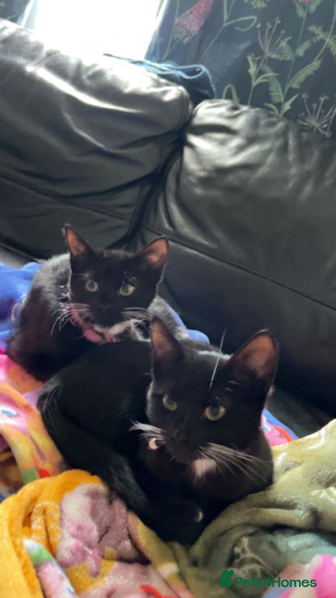 Domestic Shorthair cats for sale: Black and white cat  - Image 5