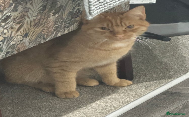 British Shorthair cats - Advert 16