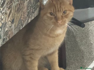 British Shorthair cats for sale - Advert 1