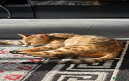 Bengal cats for sale: GOLDEN FEMALE BENGAL FOR REHOME  - Image 6