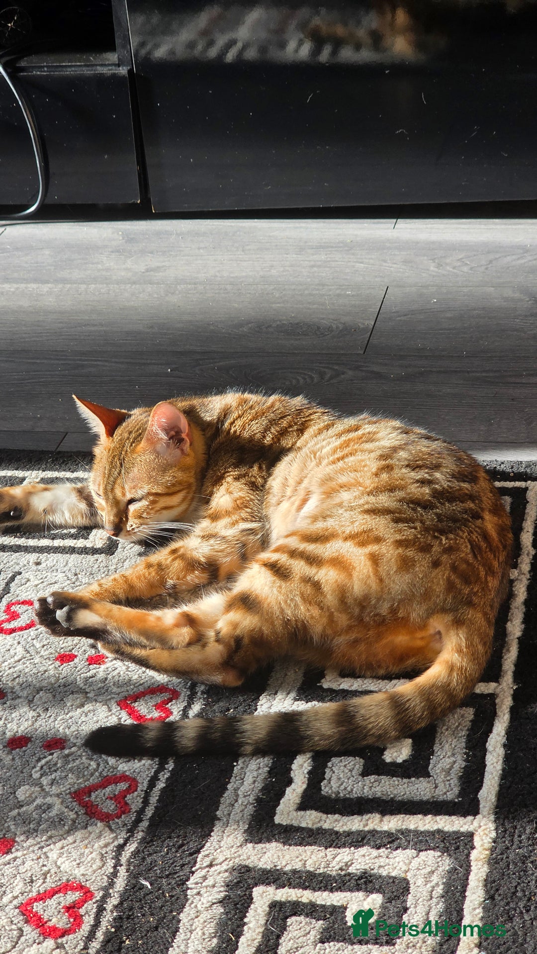 Bengal cats for sale: GOLDEN FEMALE BENGAL FOR REHOME  - Image 6