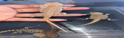 Bearded Dragon reptiles for sale: Clutch of leather backbearded dragon babies in Nottingham - Advert 8