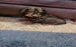 Dachshund dogs for sale: DAPPLE LONG HAIR DACHSHUNDS  - Image 9