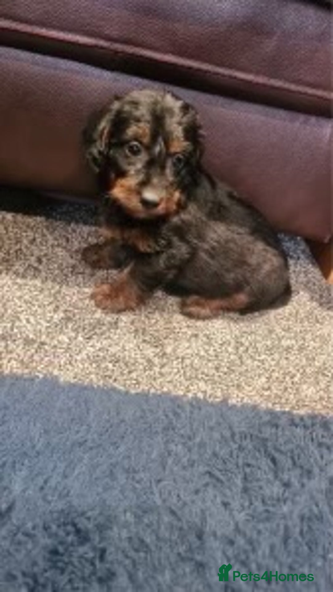 Dachshund dogs for sale: DAPPLE LONG HAIR DACHSHUNDS  - Image 9