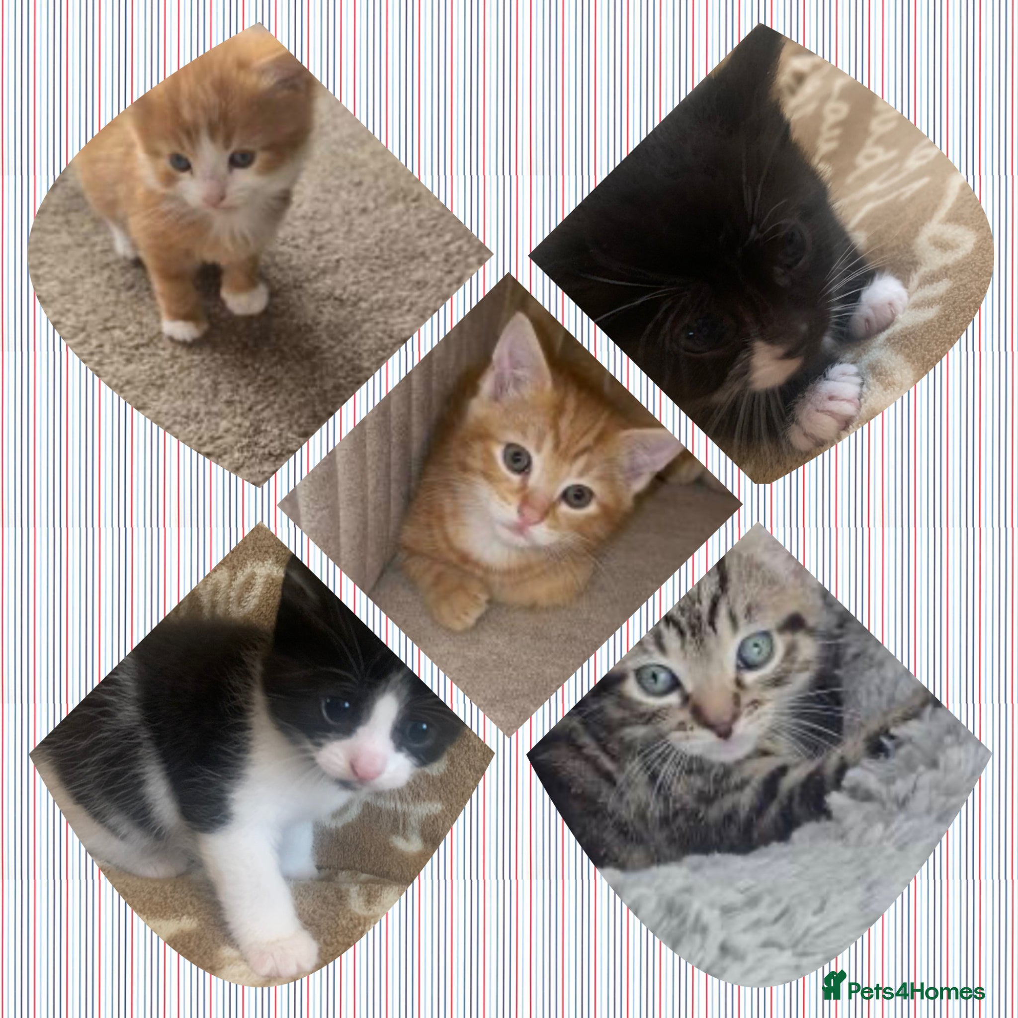 Mixed Breed cats Beautiful litter of five kittens  - Advert 1