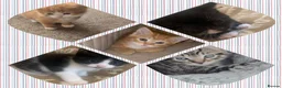 Mixed Breed cats for sale: Beautiful litter of five kittens  - Advert 3