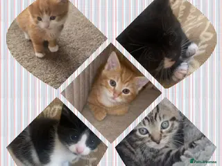 Mixed Breed cats Beautiful litter of five kittens - Advert 1