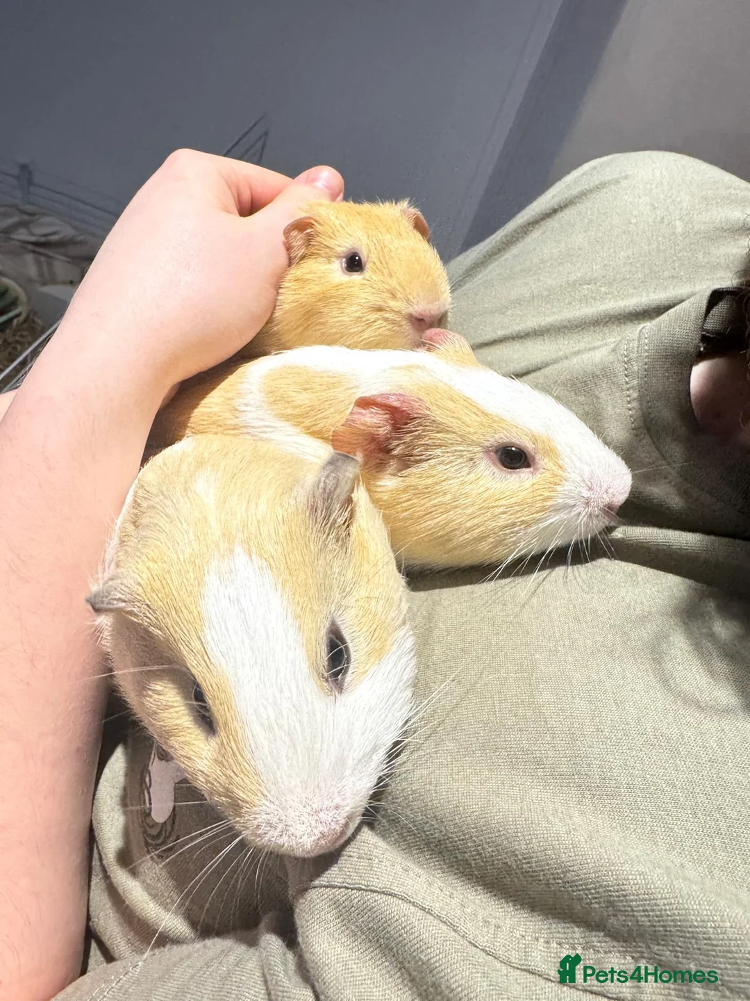 Guinea Pig rodents for sale: 3 Male Guinea Pigs Looking 4 New Forever Home 🐹❤️ - Advert 2