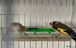 Finches birds for sale: Finches  - Image 20