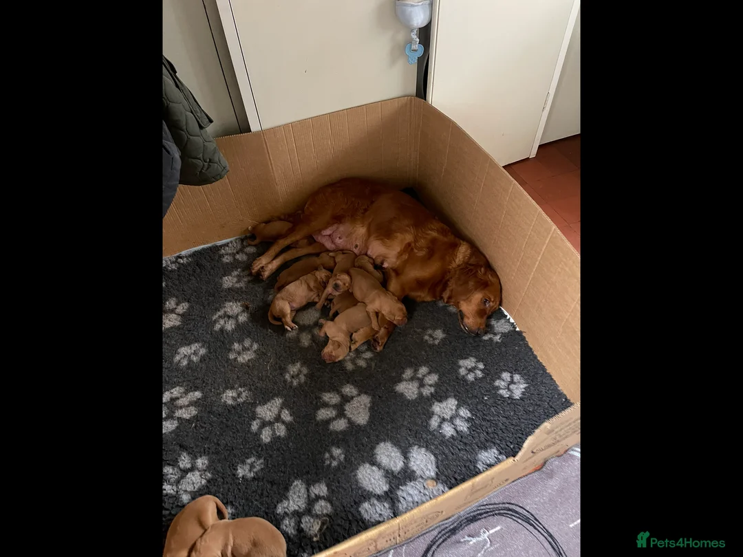 Golden Retriever dogs for sale: Fox red golden retriever puppies  - Advert 2