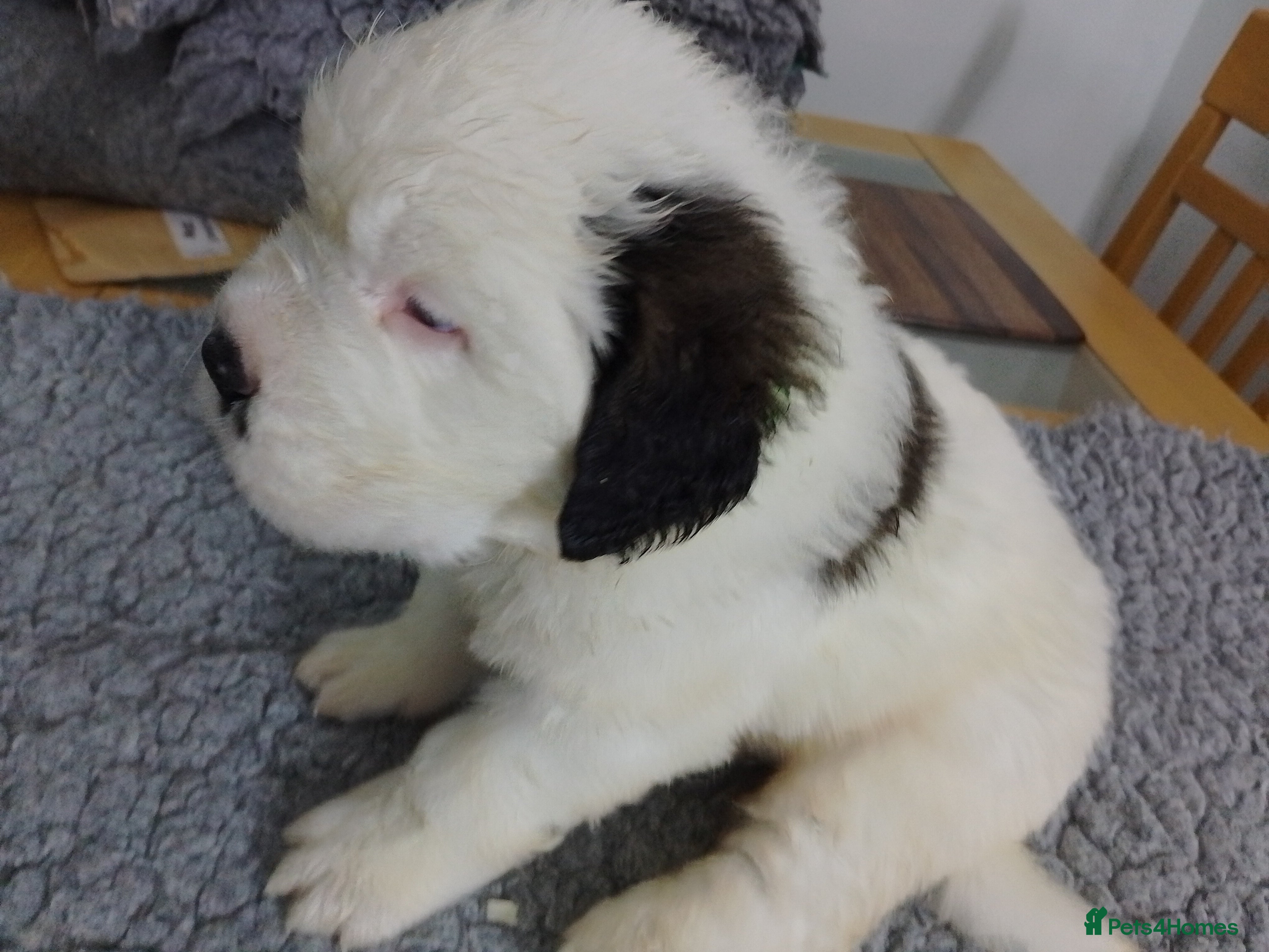 Saint Bernard dogs Saint Bernard only  - Advert 2