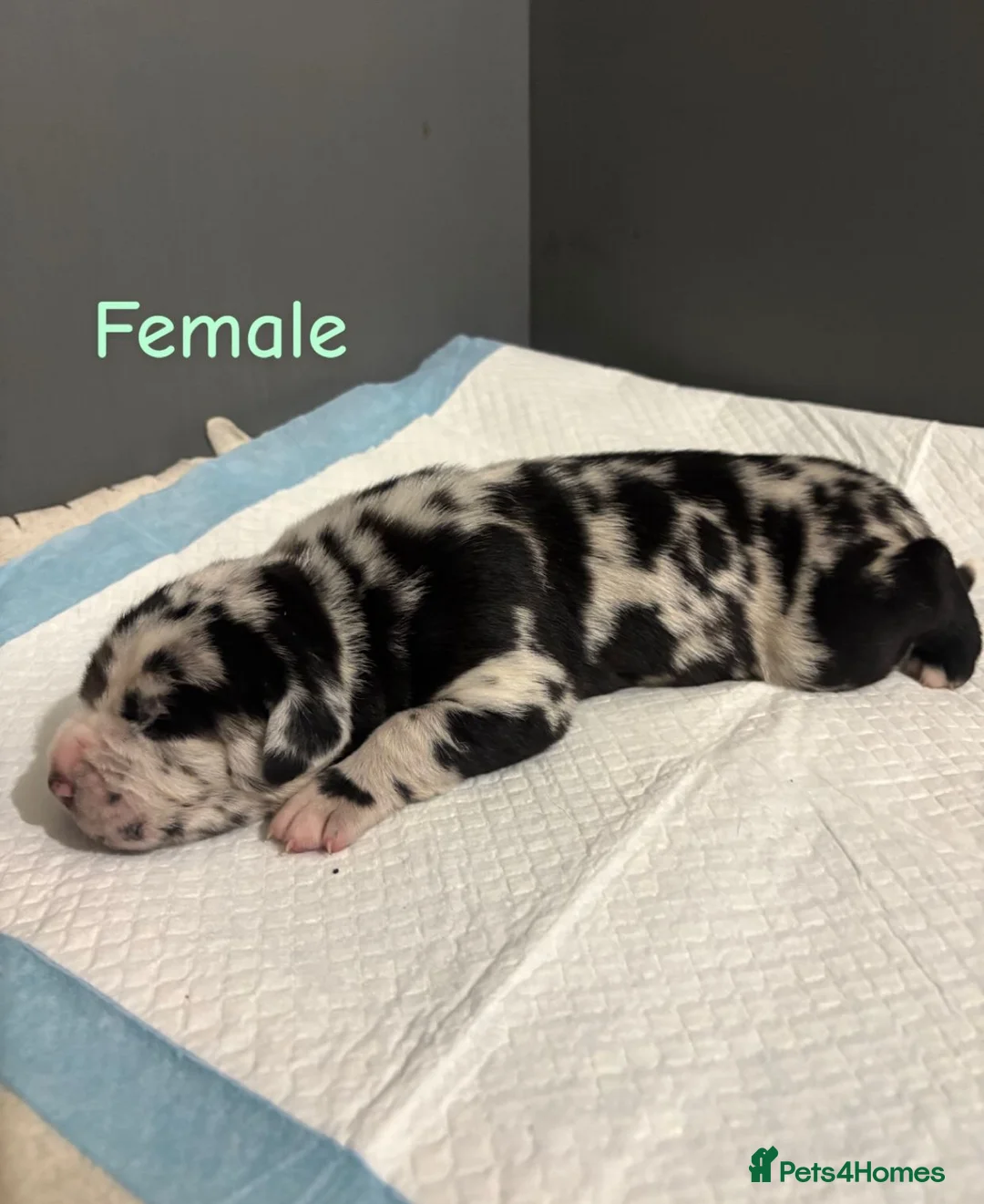 Mixed Breed dogs for sale: Stunning litter of 7 Presa Canario X Bandog - Advert 16