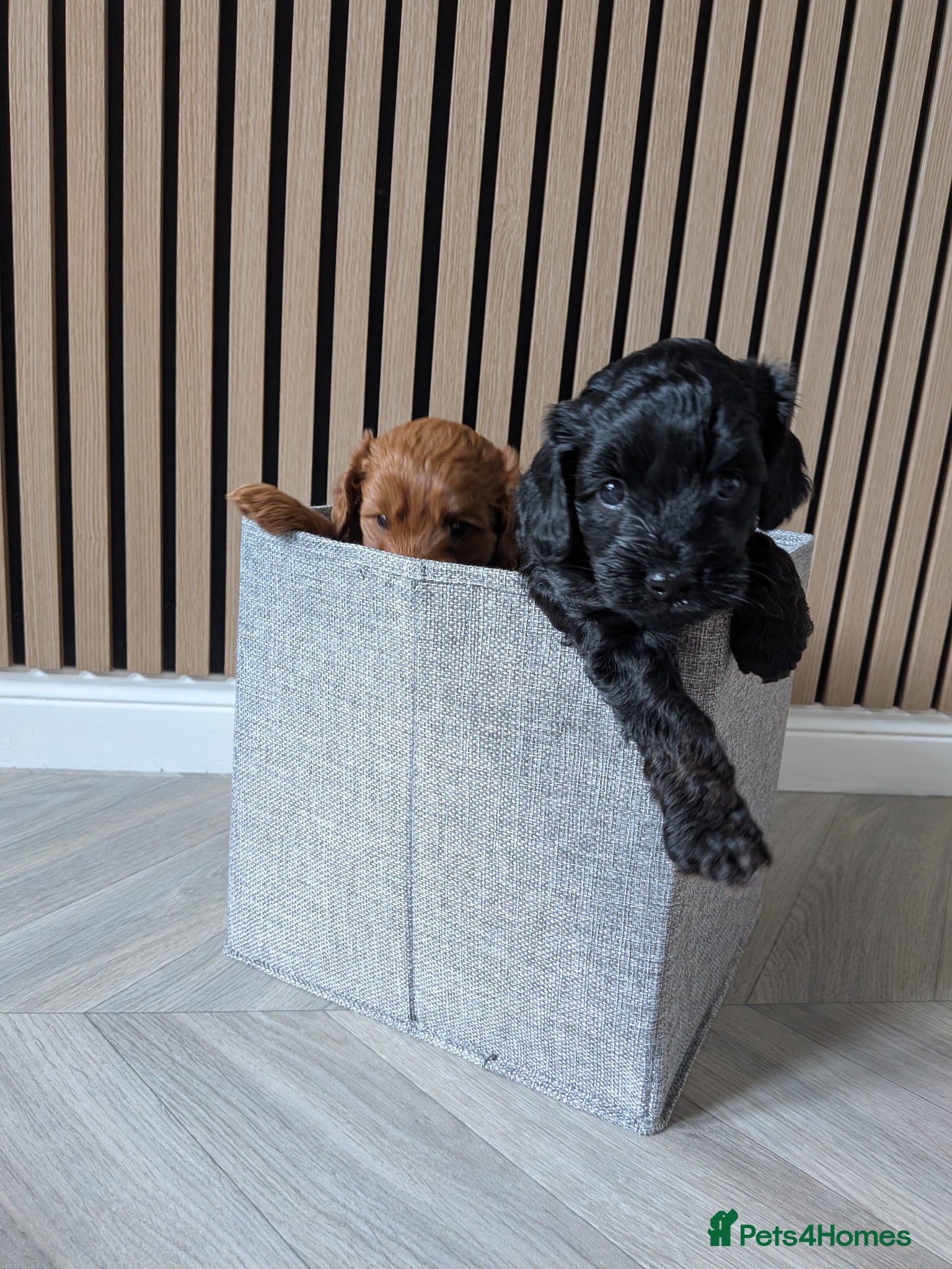 Cockapoo dogs Cockapoo Puppy  - Advert 10